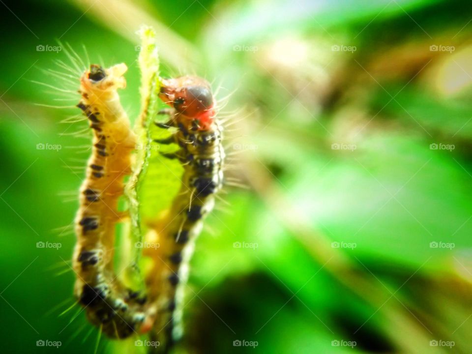 caterpillar