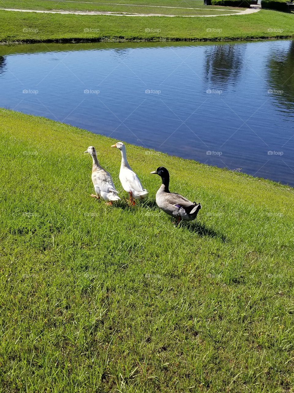 cute ducks