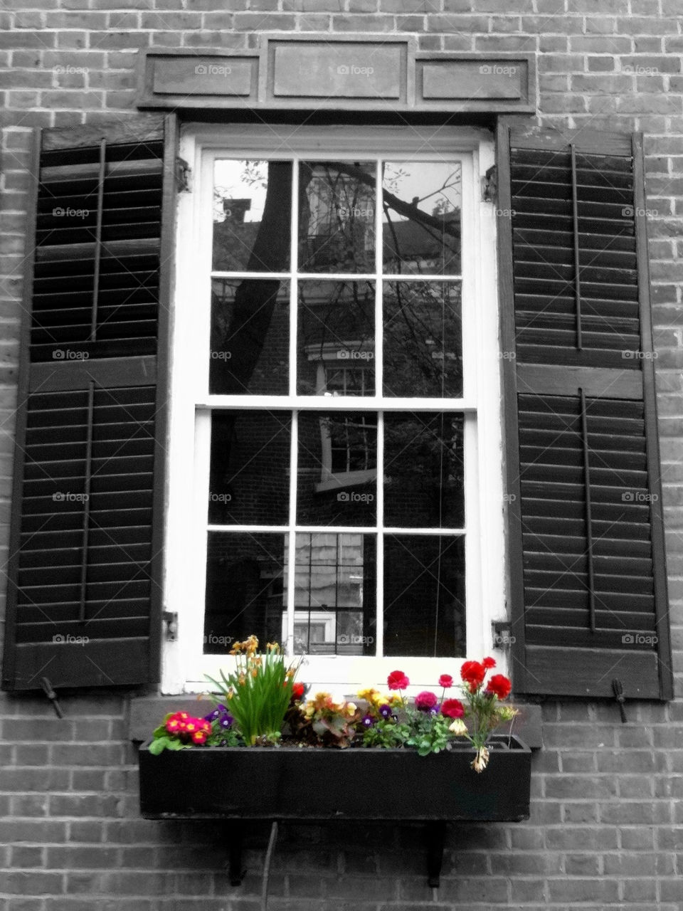 new york flowers window black and white by IphonePhotographer