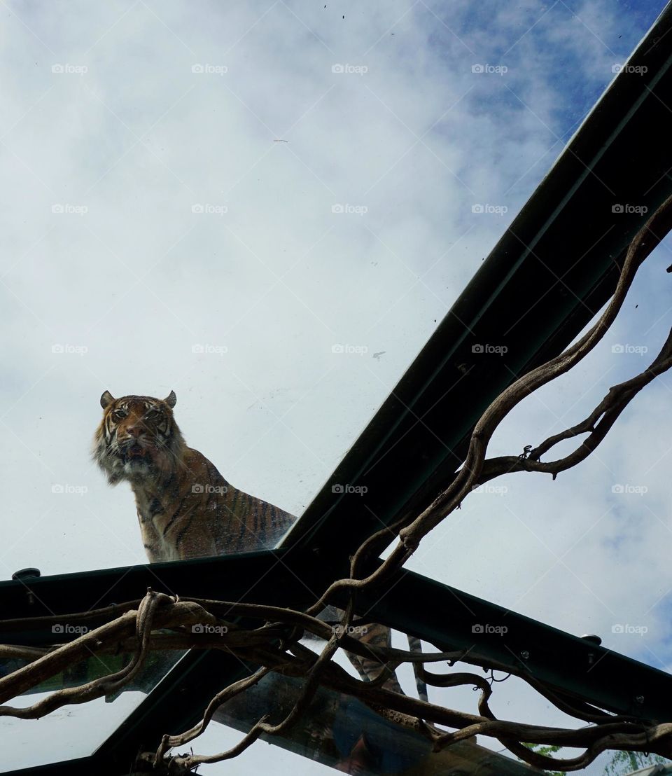 Under a glass canopy roof a tiger decides to stroll over and look directly at me 