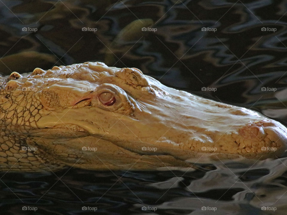 Albino alligator closeup