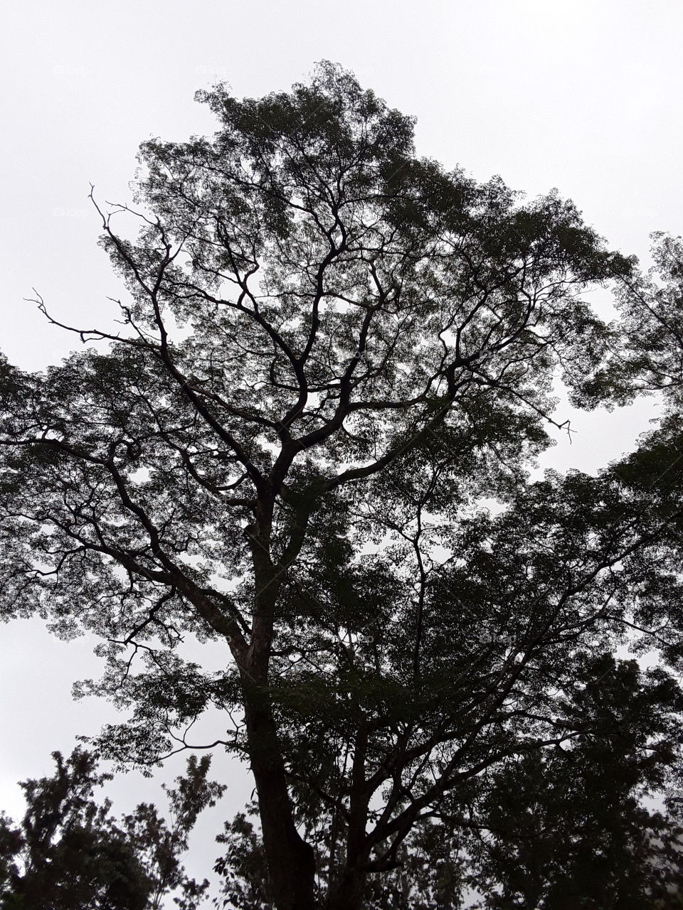 the tree that was black in the day time just melted into the darkness of the morning. this is picture of big tree.