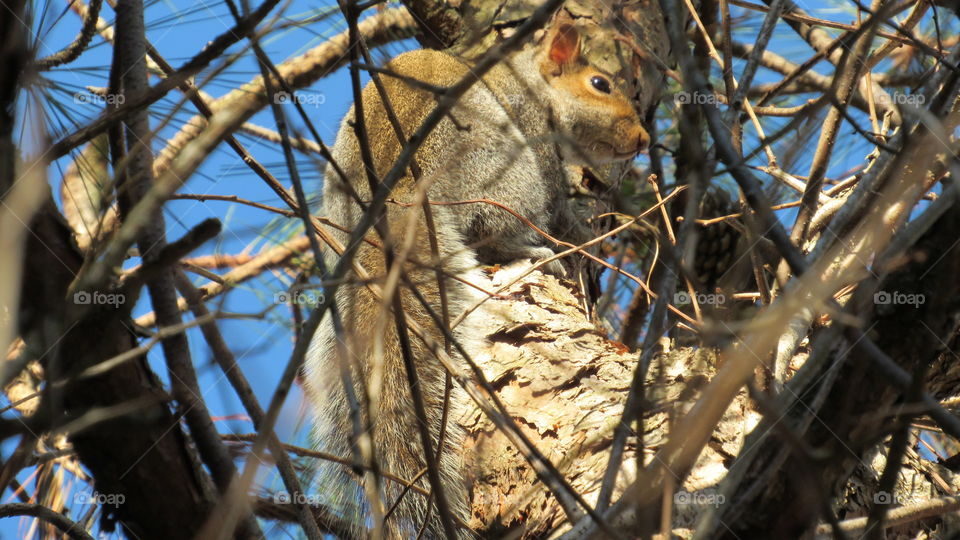 Eastern gray Squirrel in a pine tree
