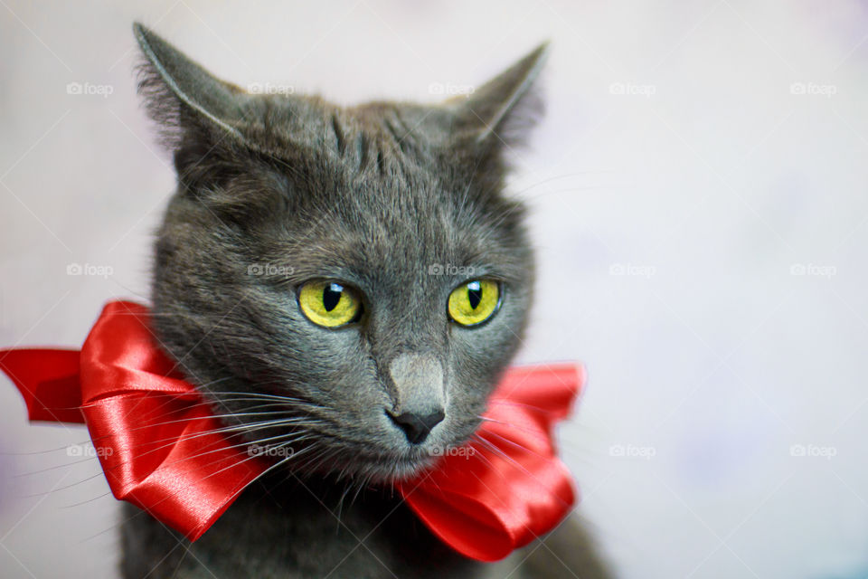 Russian blue cat with a red bow on her neck