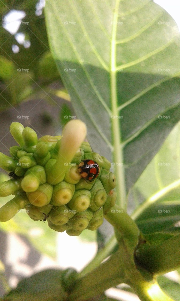 ladybug