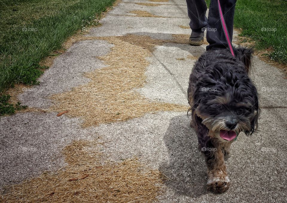 Dog walking on street with pet owner