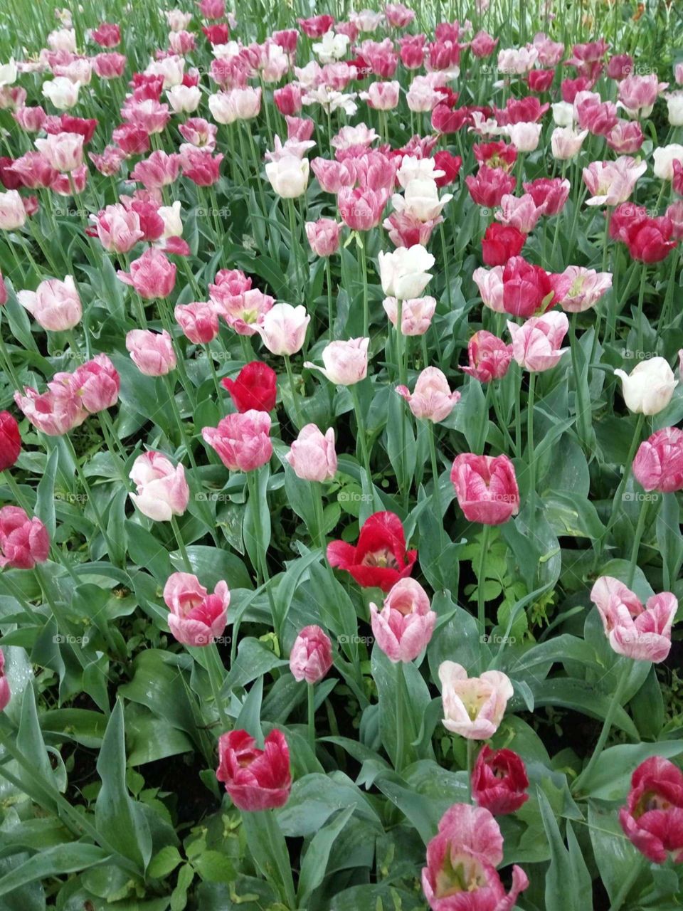 Tulipes