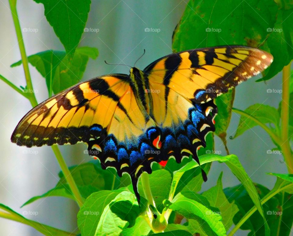 A Swallowtail butterfly is drawing nectar from a host plant - Swallowtail butterflies are popular species for their attractive wing forms and varied colors. 