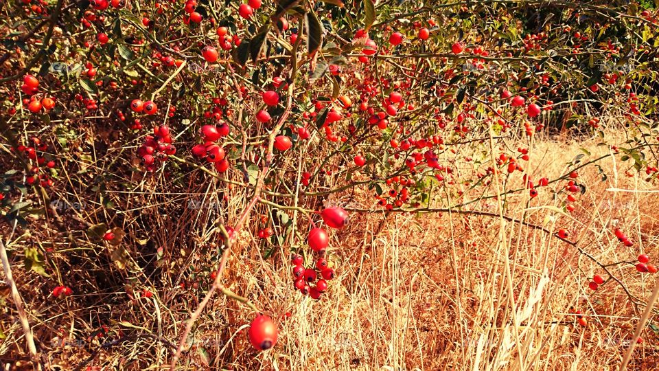 Autumn fruits