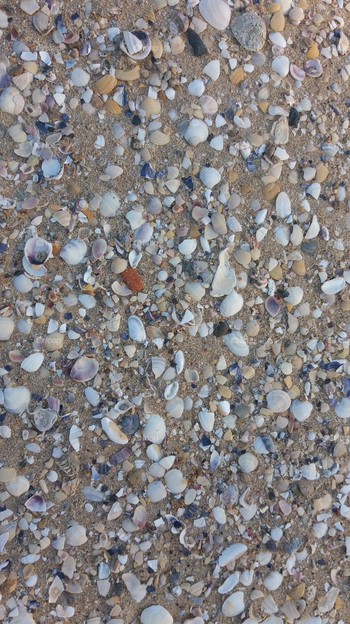 Sea shells