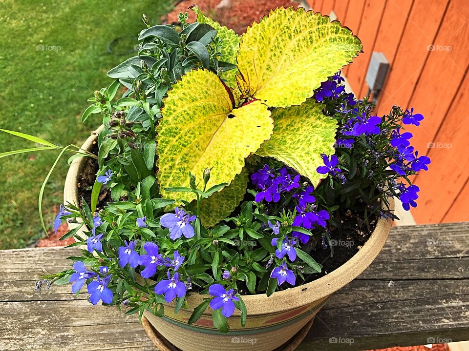 Mixed summer flower pot