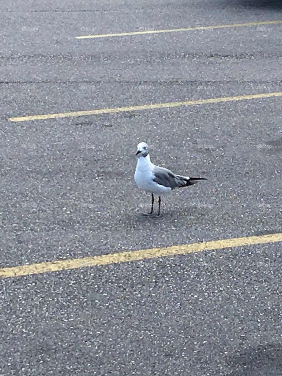 Bird shopping at Walmart 