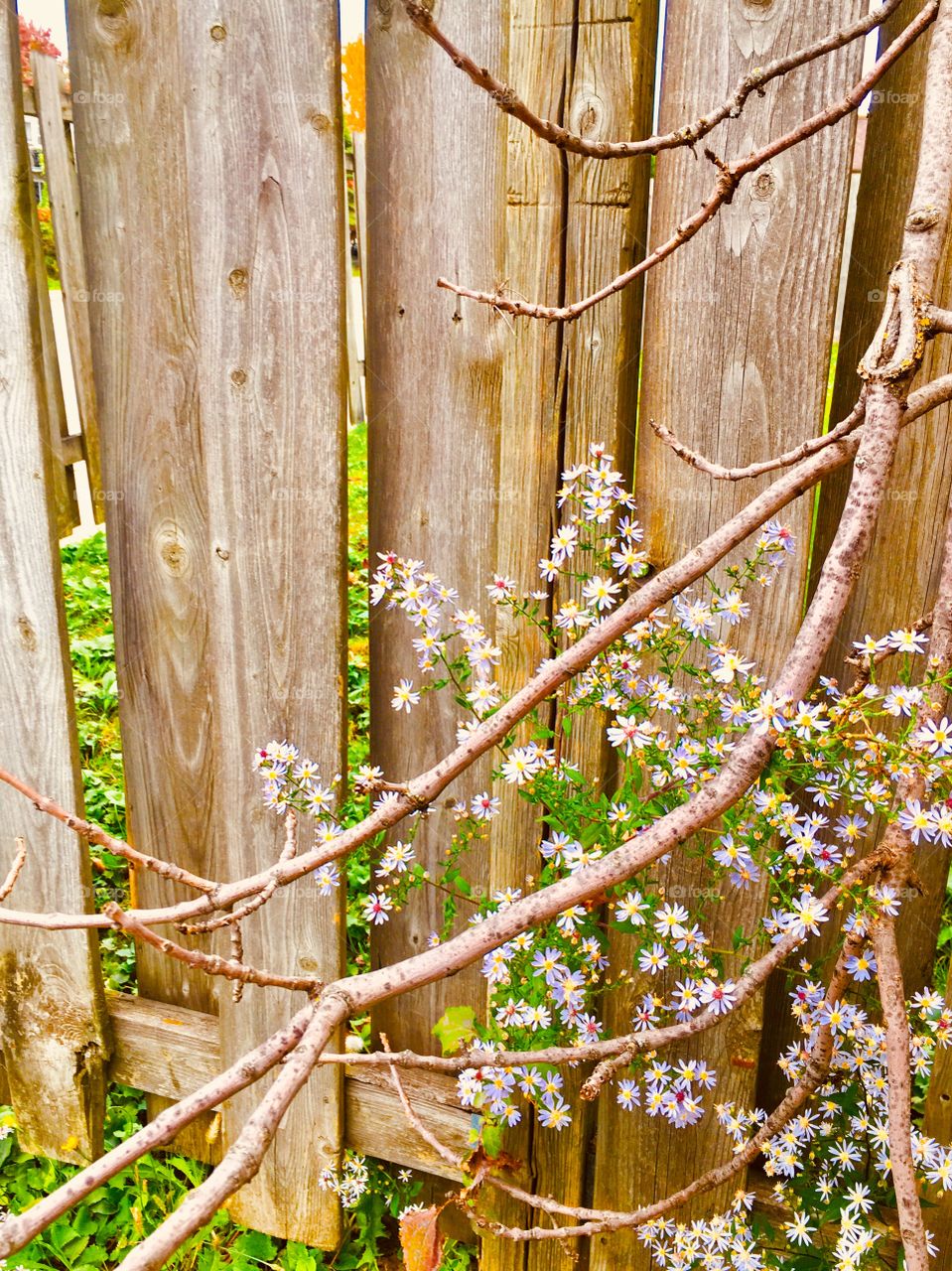 Flower Tree Leaning against Fence-Octobre 08 2018- Montreal, Quebec, Canada