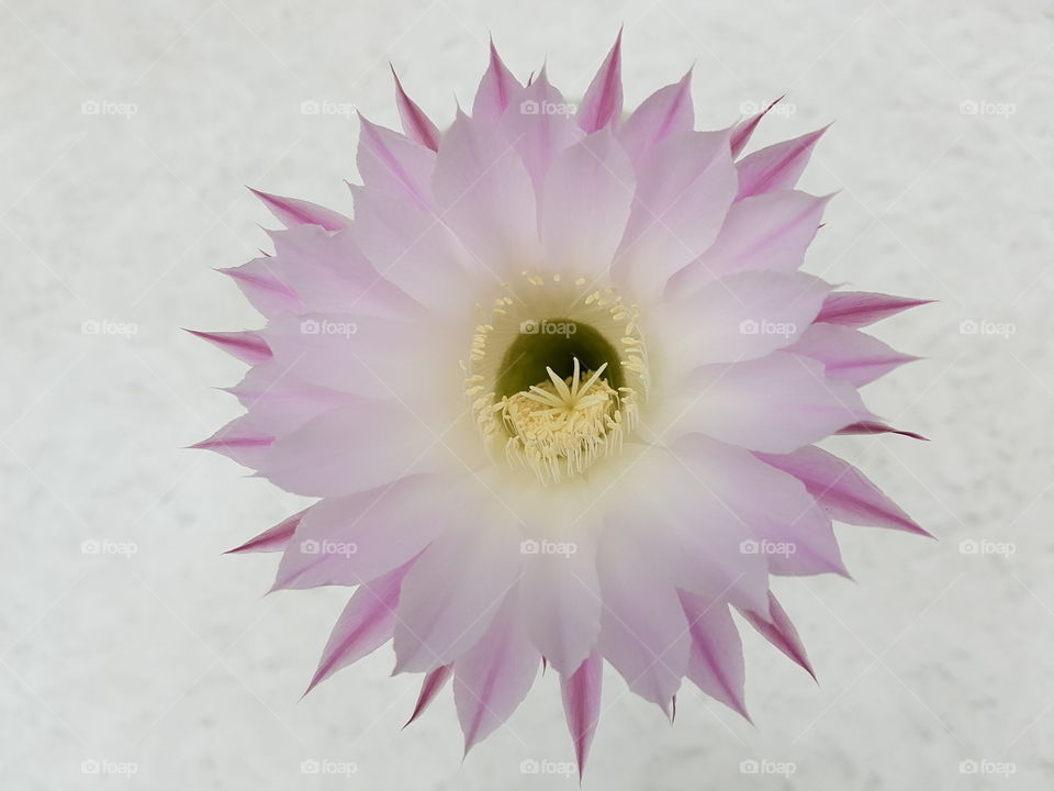 Flowerhead of a beautiful pink cactus