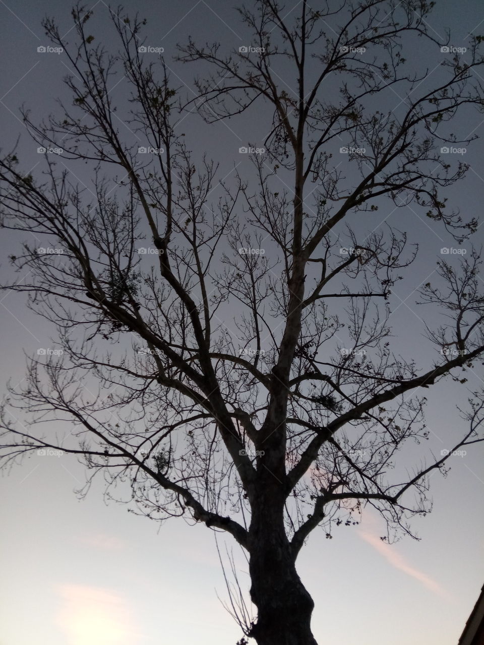 .dark naked maple tree