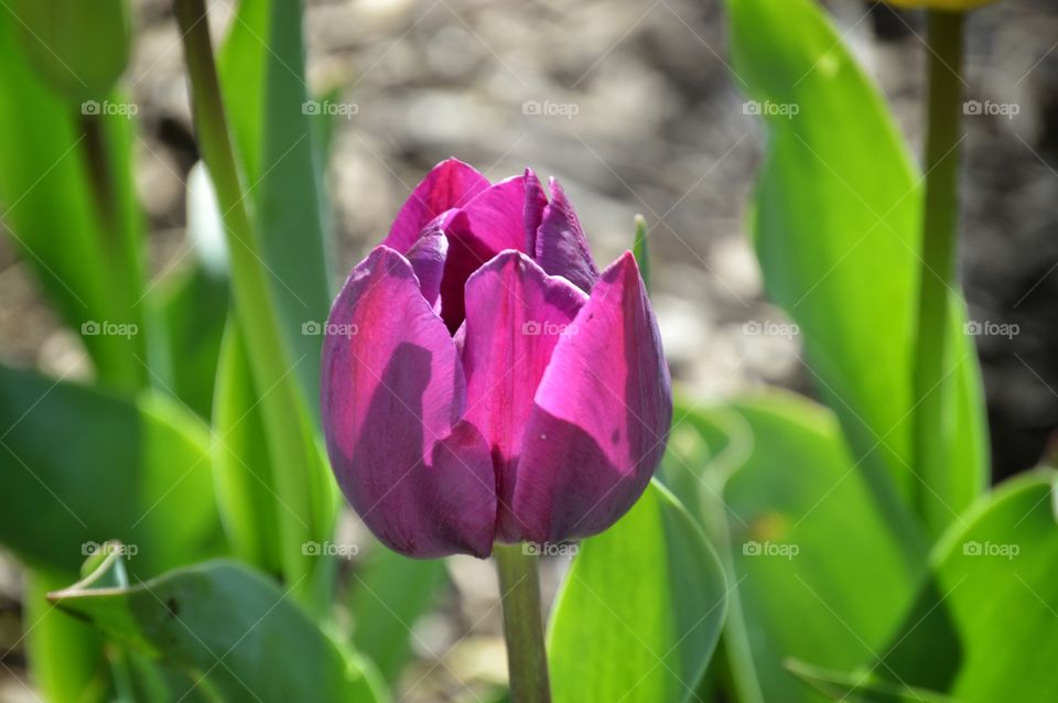 Tulip Season