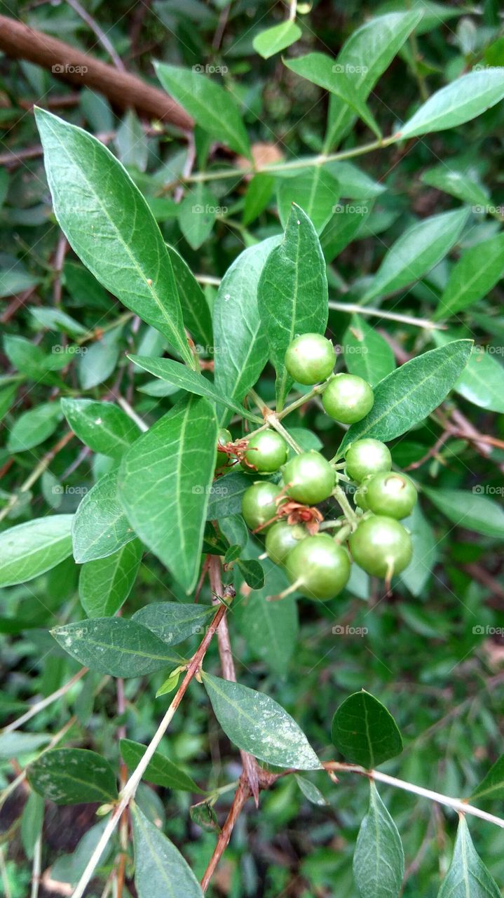 little seeds with green leafs