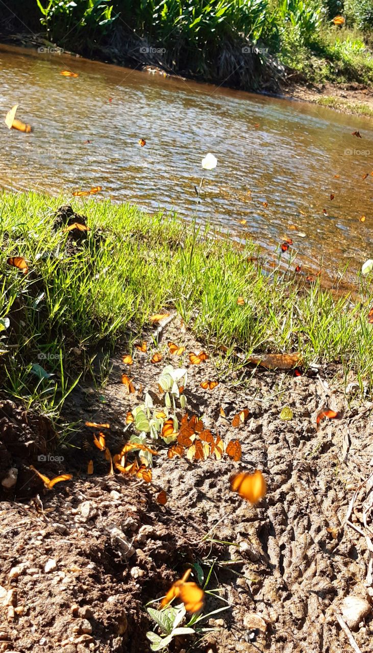 Tarde ensolarada que atrai as lindas e coloridas borboletas colorindo a beira do riacho.