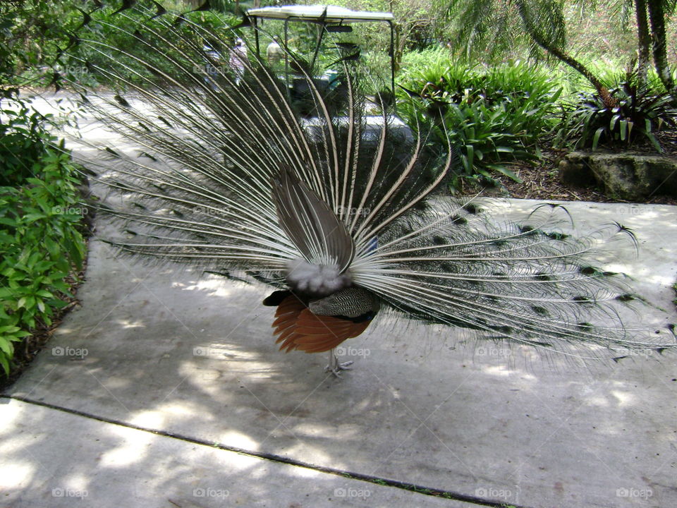 peacock. peacock from behind