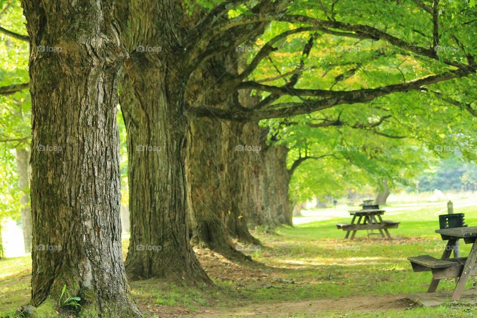 maple trees aligned