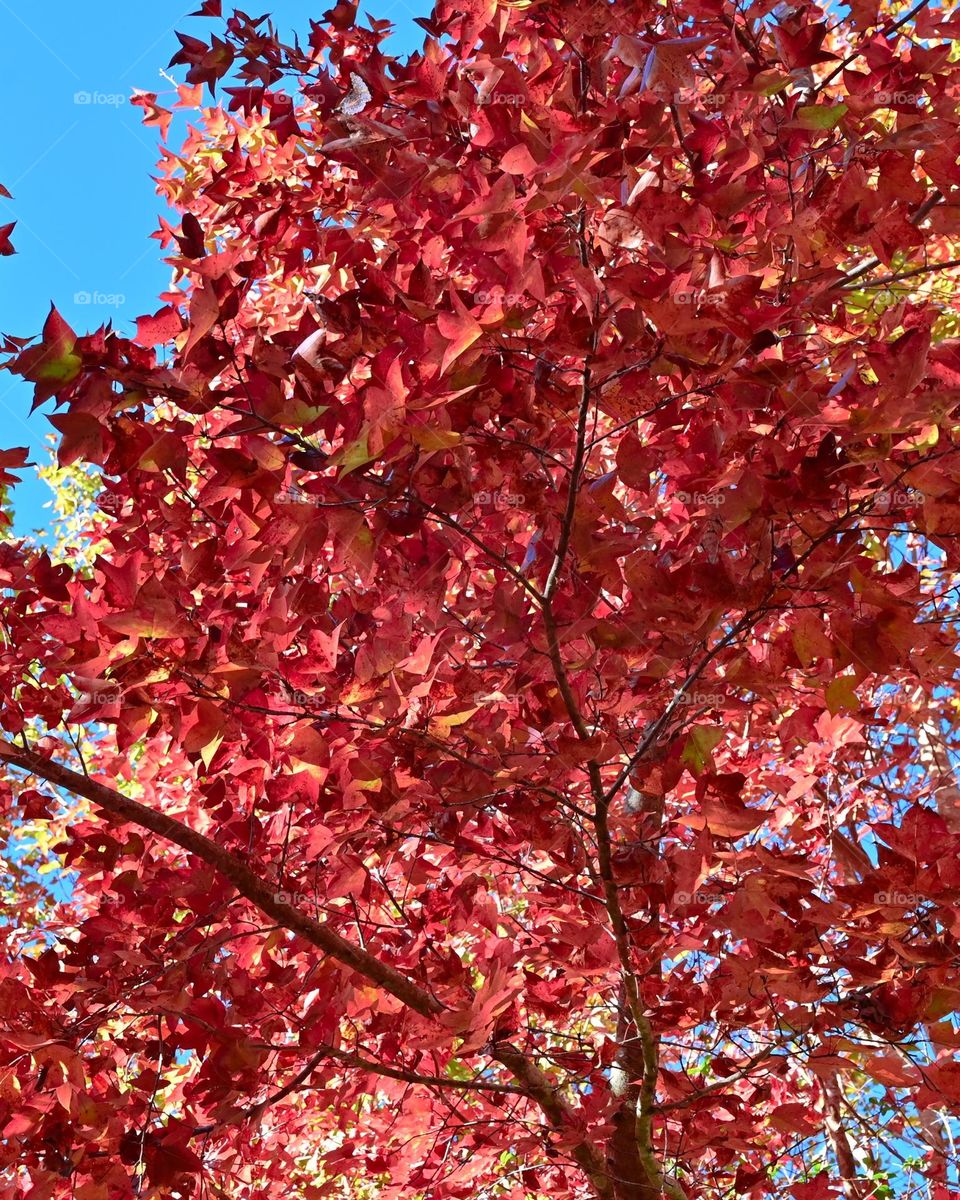 Beautiful red maple leaves