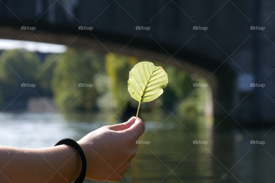 First signs of autumn foliage fished out of the river. Golden autumn