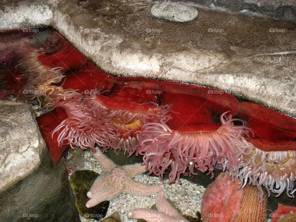 Sea anemones and starfish 
