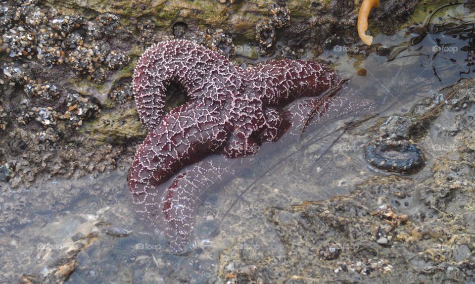 starfish