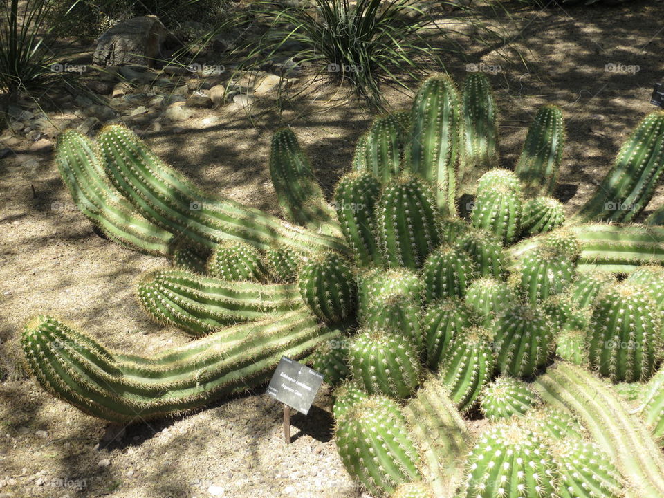 cactus