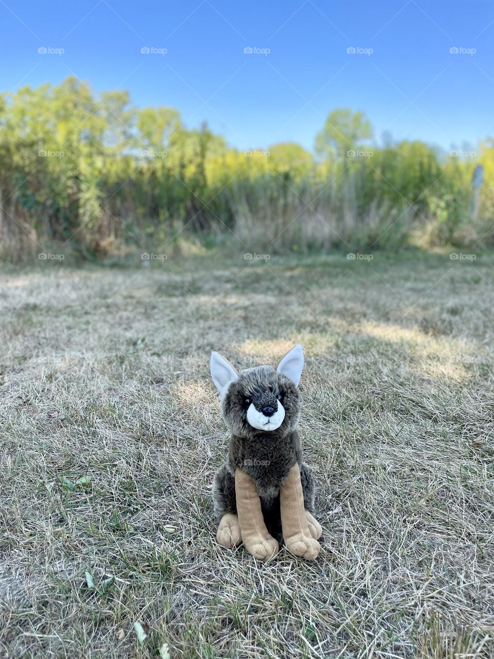 Coyote in the park, stuffed coyote poses in the wild, coyotes and kids, fun with stuffed animals 