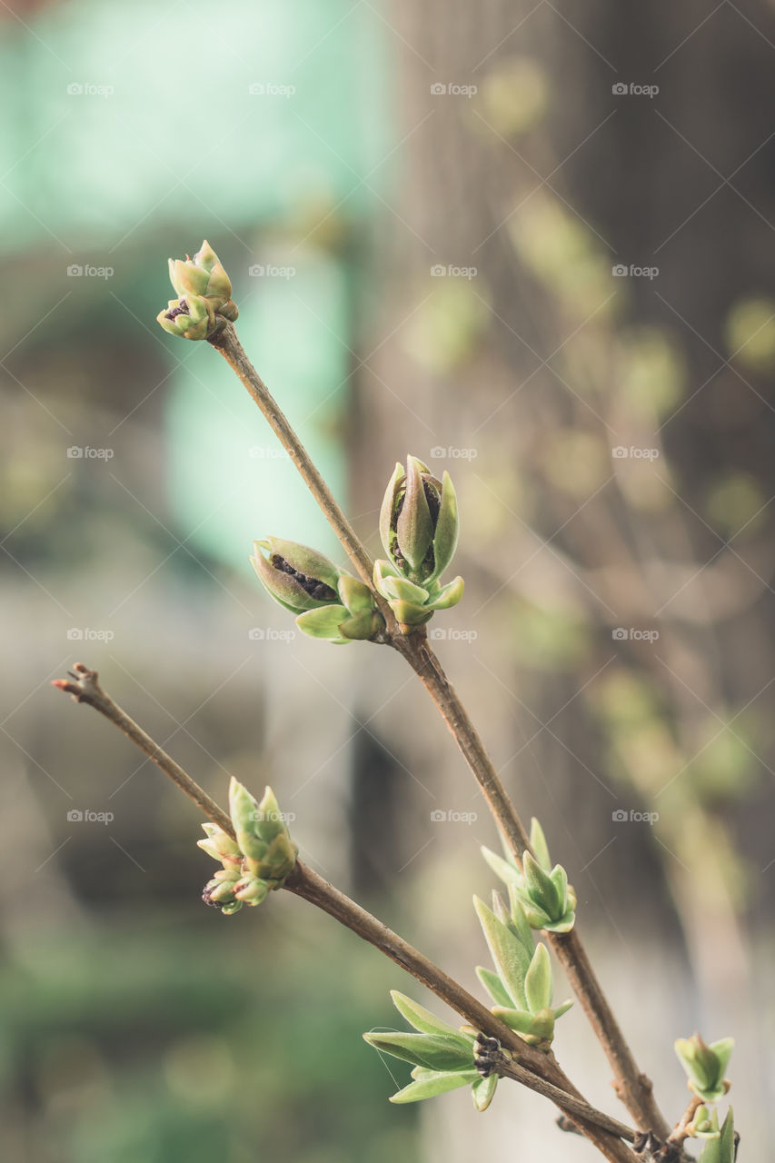 The buds on branches blooming. The first sings of spring.