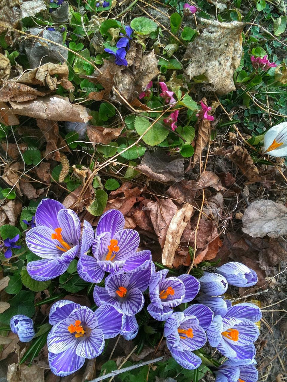 First blooms