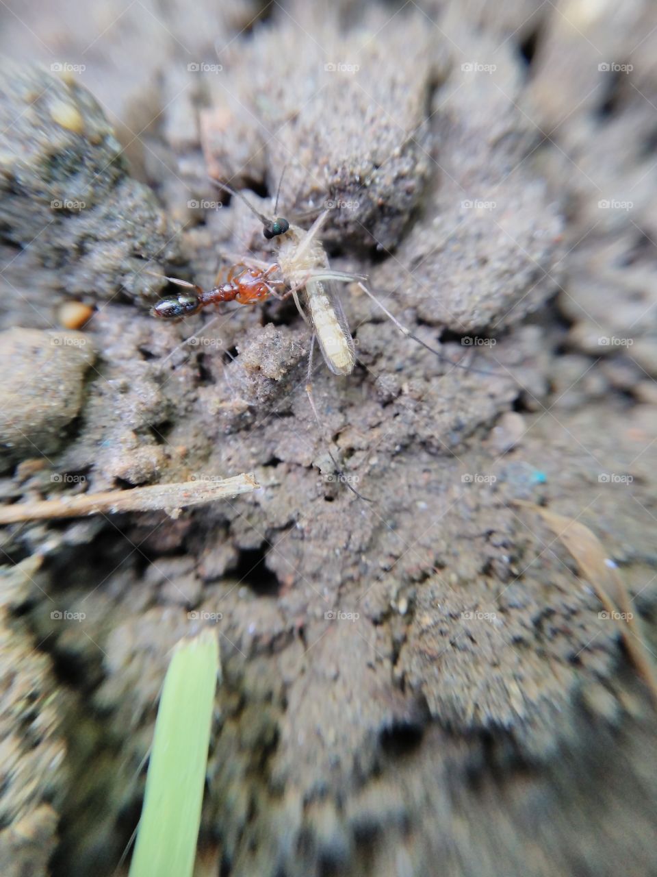 ant taking a mosquito