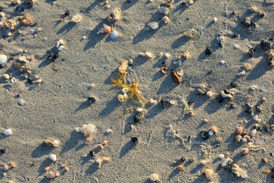 Beautiful shells on Elafonissi beach Creta island Greece summer feeling traveling with friends amazing nature therapy summer mood positive vibes wonderful time hustling daydreaming naturalism crystal waters paradise bay area
