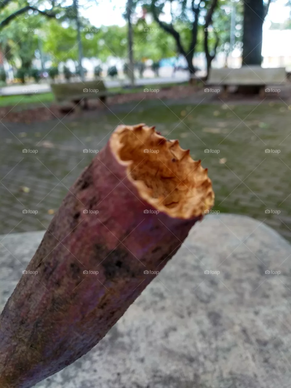 natureza