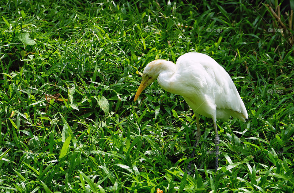 Cattle Egret. This is taken on a bird park in kuala lumpur. Excellent specimen of live Cattle egret