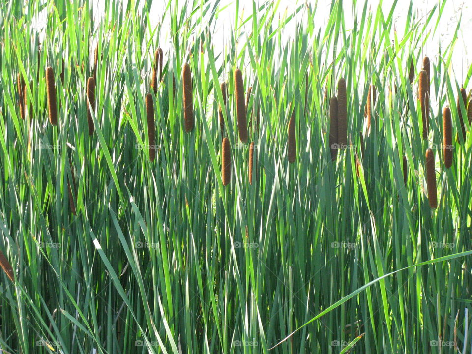 CatTails