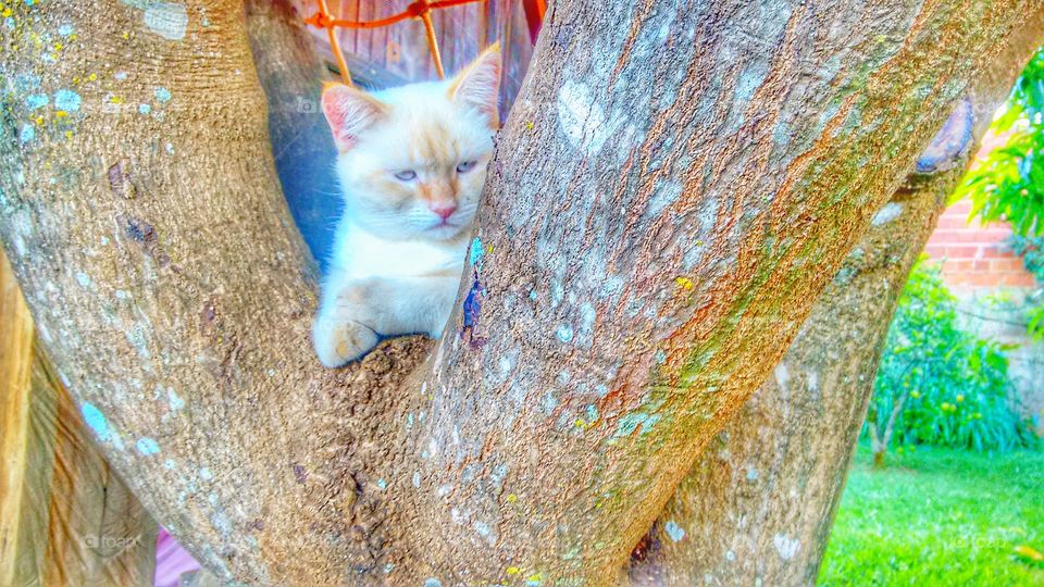 gato branco cat árvore