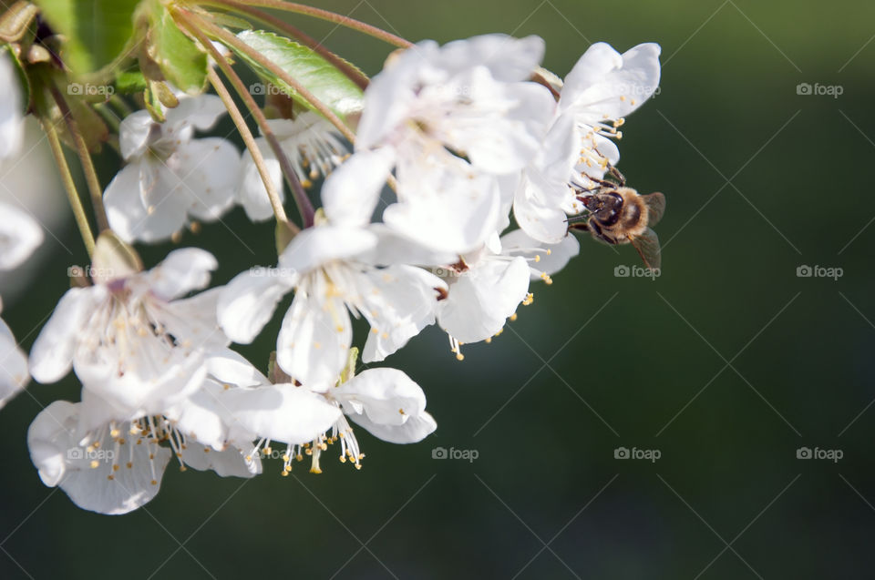 While I was taking pictures of blossoming trees I stumbled upon this busy worker