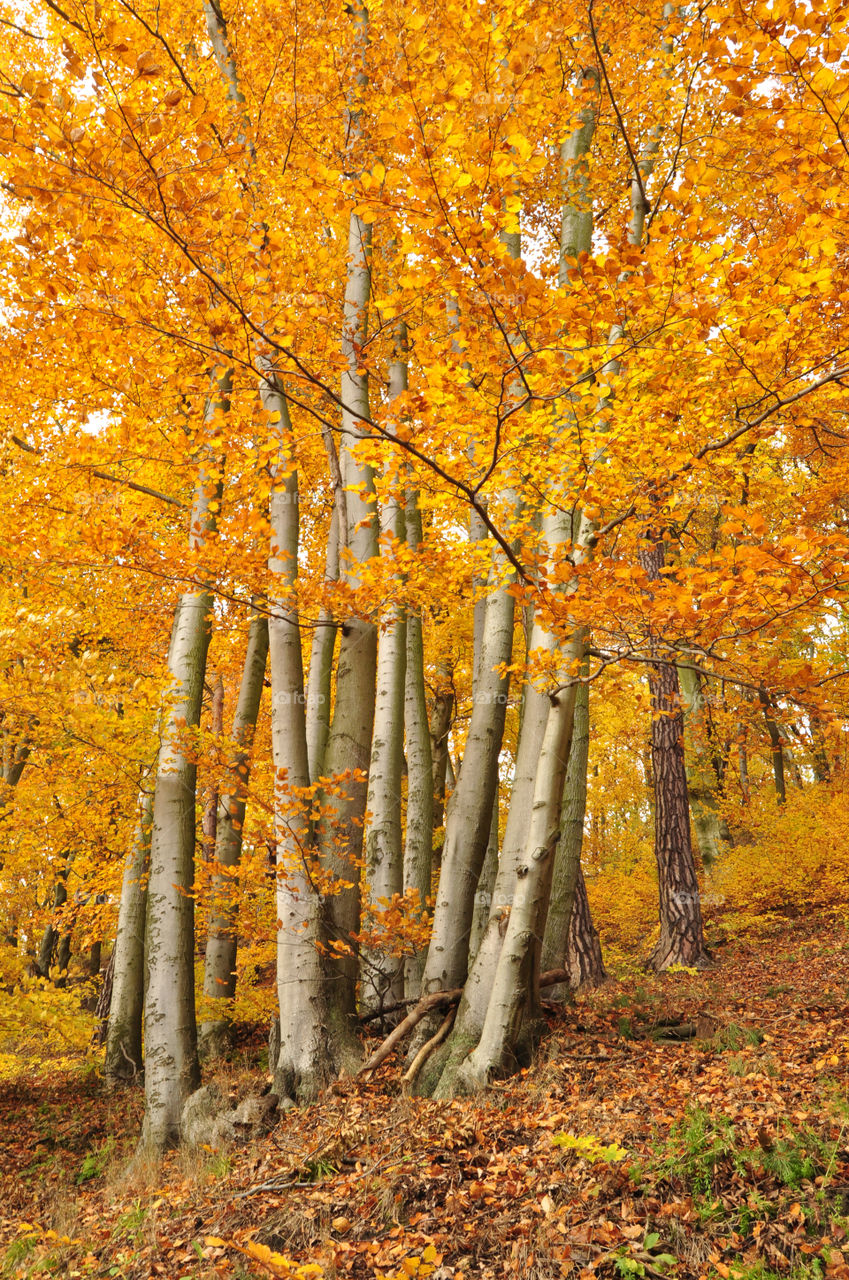 yellow forest