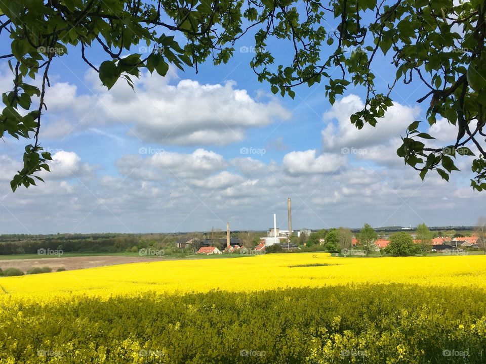 Field, Denmark