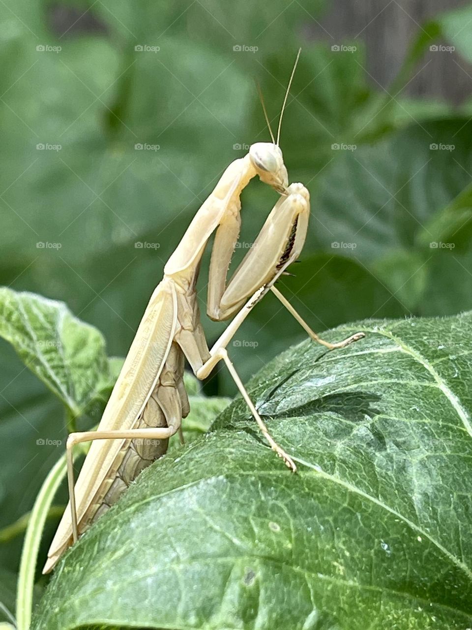The beautiful white mother Preying Mantis on top of the green leaves at the summer time 