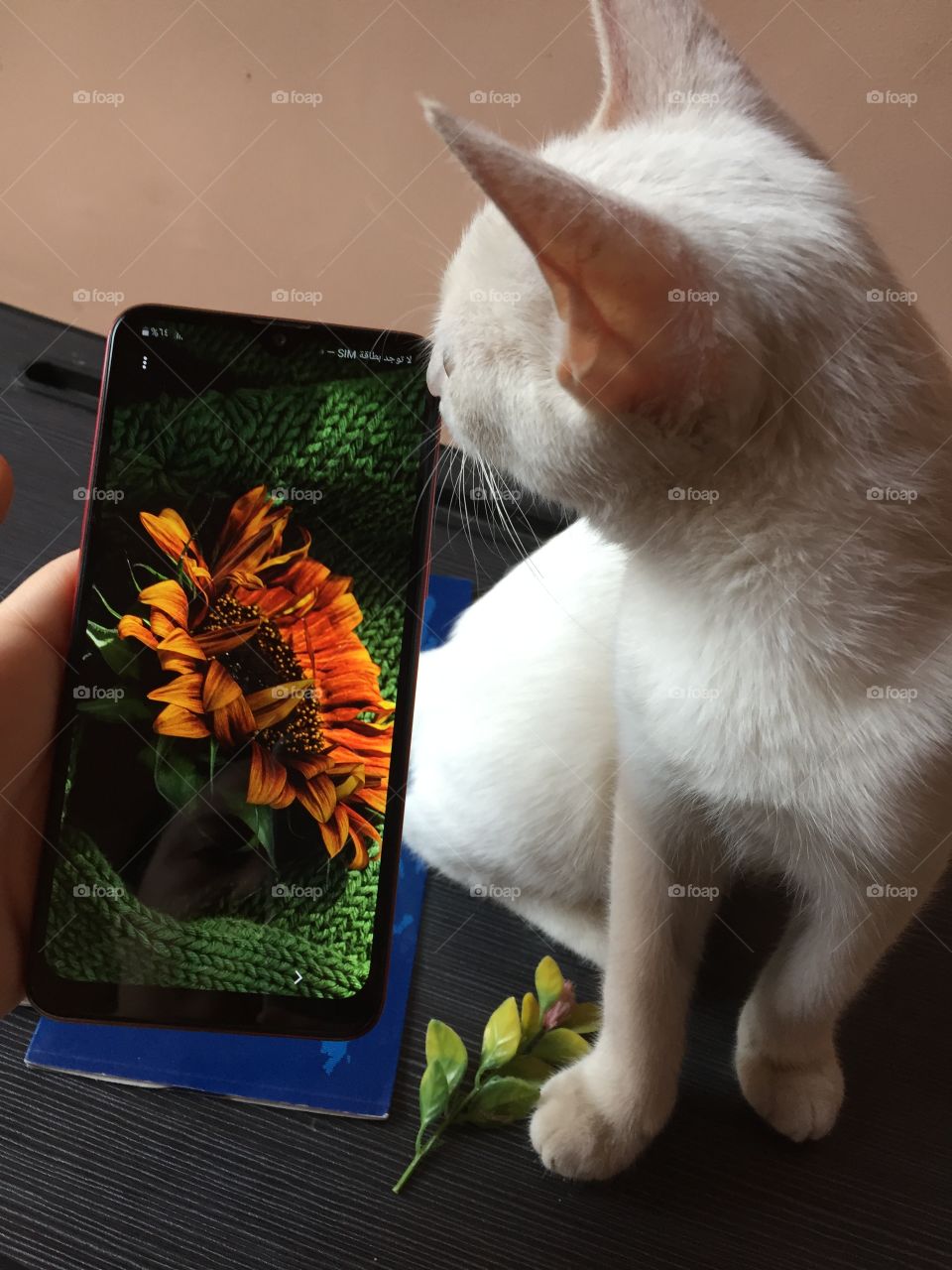 Pets like looking at cell phones