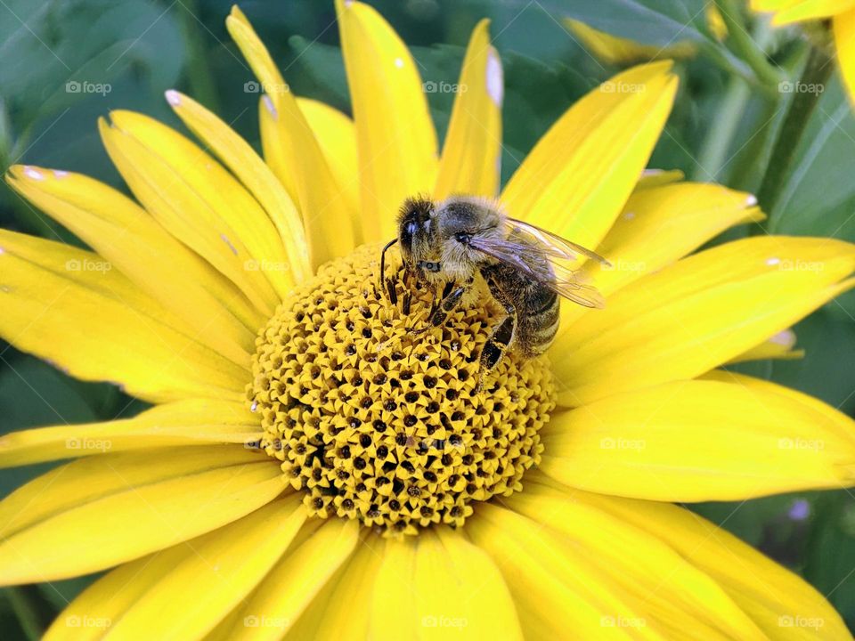 Macro photo of a bee sitting on a flower