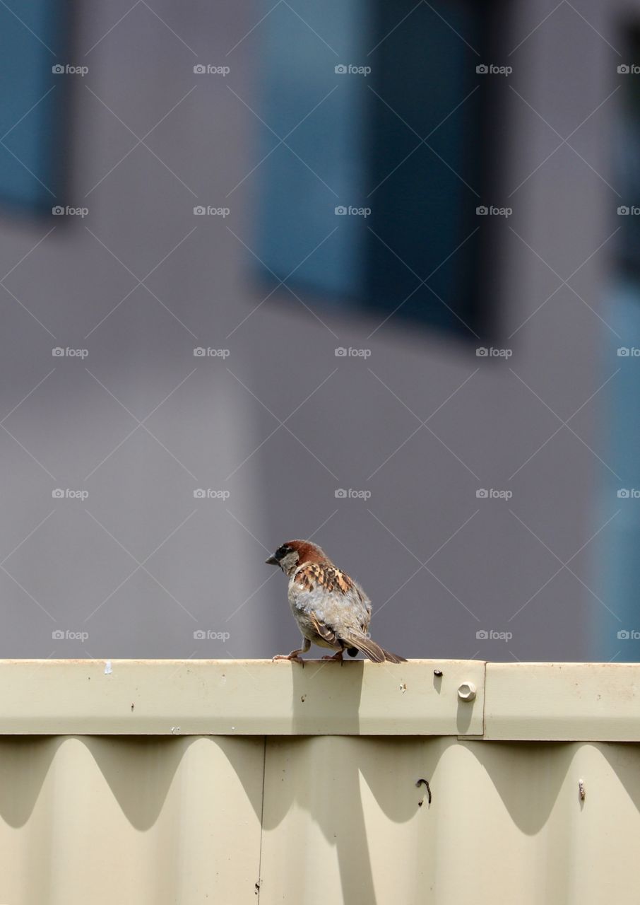 Lone sparrow perched on urban city metal fence, copy or text space 