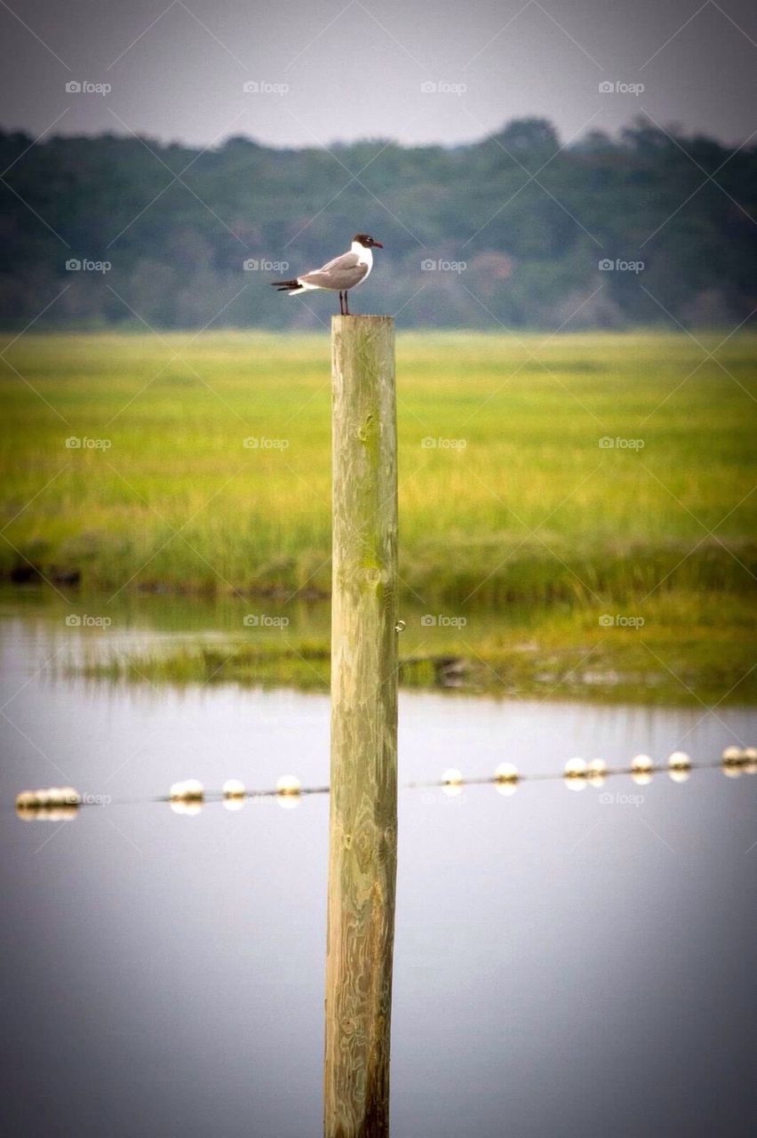 Shorebird