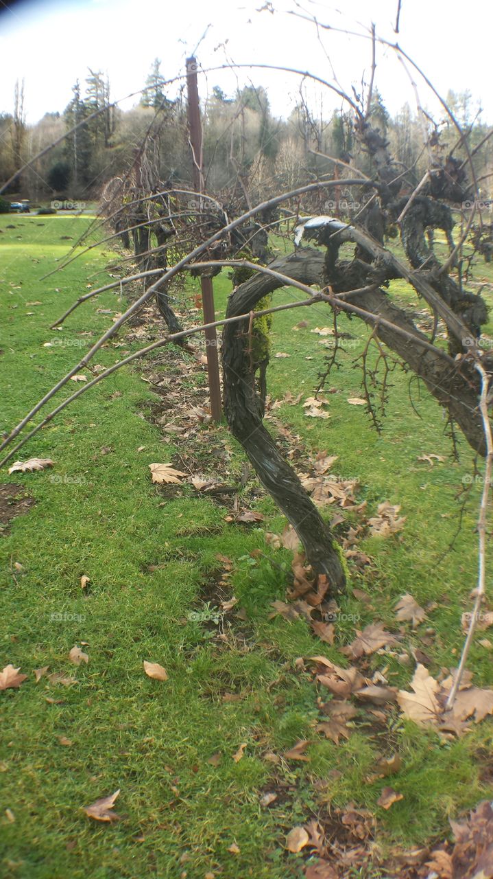 another gnarled grape vine
