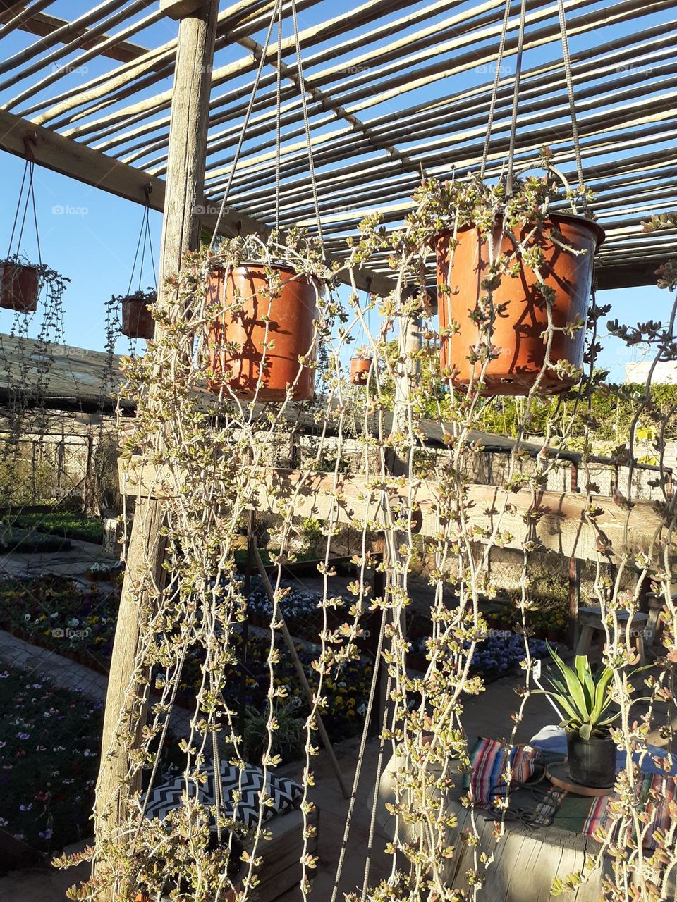 las plantas del jardín