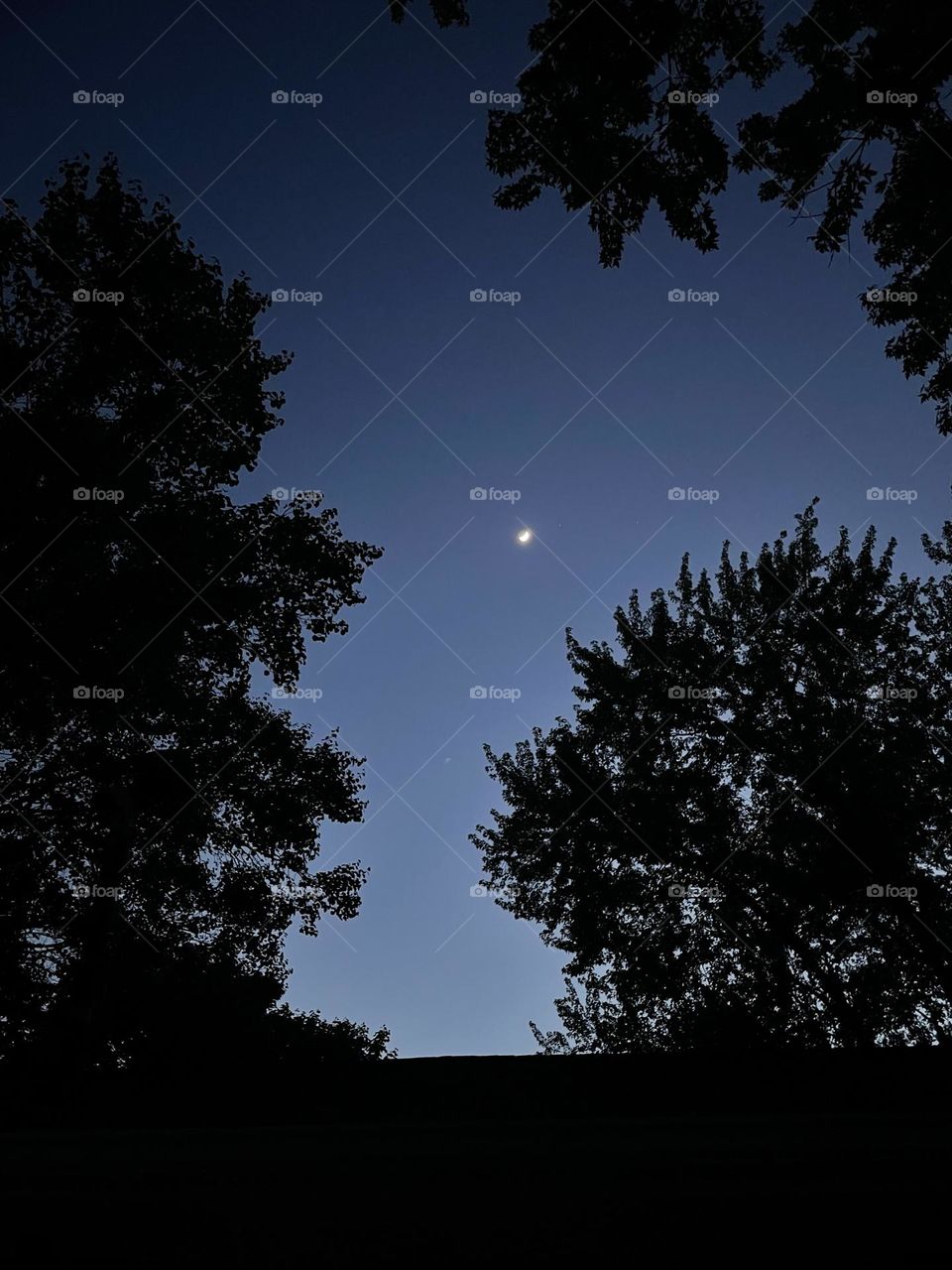 Moon in the sky with the outline of trees, shadows of trees with the moon, looking for the northern lights, looking up at the night sky, looking for the aurora 