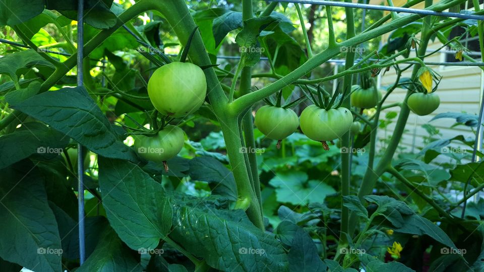 Brandywine pink heirloom tomatoes